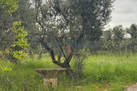 Farm hus i Ostuni, Brindisi, Ostuni - € 35.000 | Ref: 172887 - foto 5